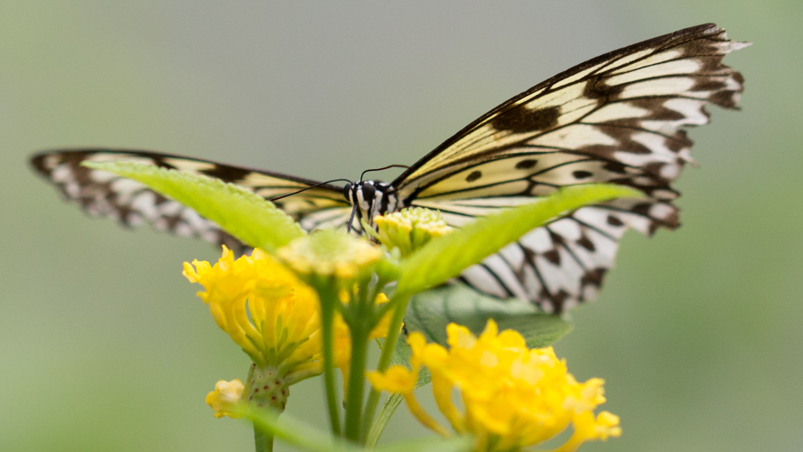 Papiliorama
